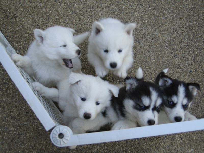 Top row: Jasmine, boy (David Bowie dog). Bottom row: white-and-biscuit girl, b/w boy, b/w girl