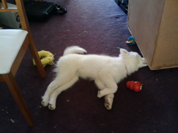 Zelda in early July. Note the increase in fur on the carpet. :(