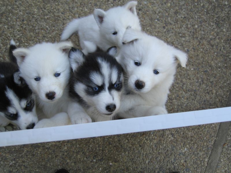 Top row: boy. Bottom row: b/w girl, Jasmine, b/w boy, white-and-biscuit girl